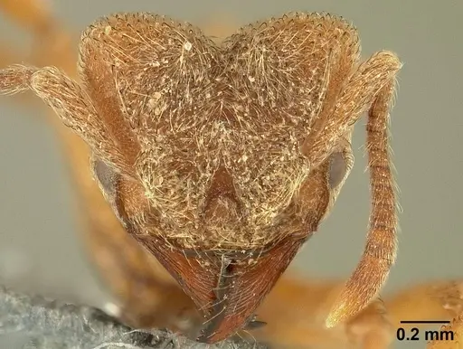 Sericomyrmex saussurei specimen USNMENT01125217 image usnment01125217_2
