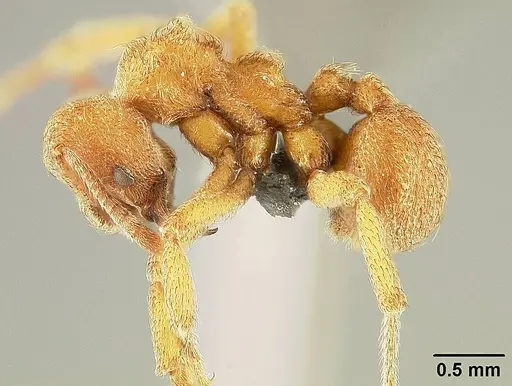 Sericomyrmex saussurei specimen USNMENT01125217 image usnment01125217_3