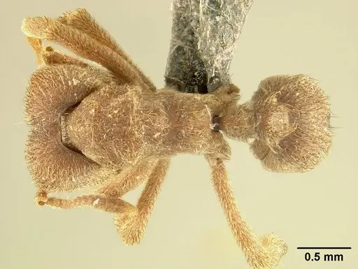 Sericomyrmex saussurei specimen USNMENT01125221 image usnment01125221_1