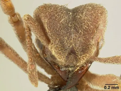 Sericomyrmex saussurei specimen USNMENT01125221 image usnment01125221_2