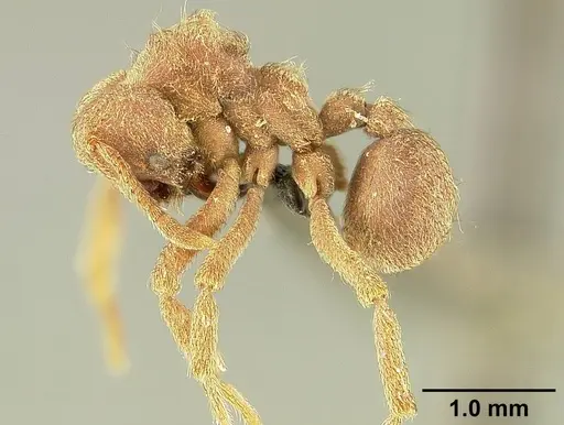 Sericomyrmex saussurei specimen USNMENT01125221 image usnment01125221_3