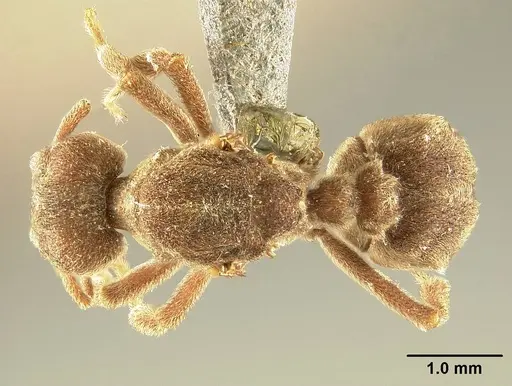 Sericomyrmex saussurei specimen USNMENT01125514 image usnment01125514_1