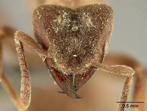 Sericomyrmex saussurei specimen USNMENT01125514 image usnment01125514_2