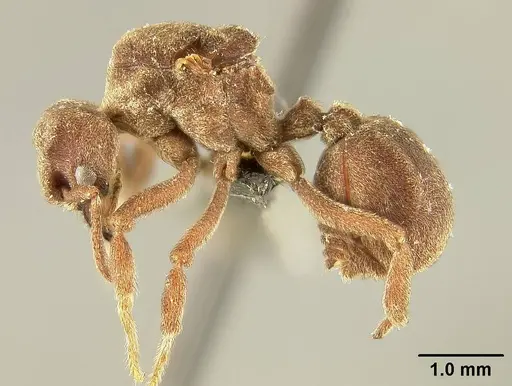 Sericomyrmex saussurei specimen USNMENT01125514 image usnment01125514_3
