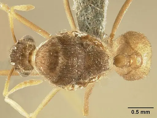 Sericomyrmex saussurei specimen USNMENT01125515 image usnment01125515_1