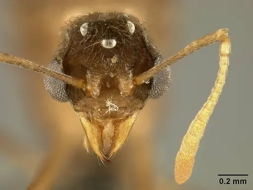 Sericomyrmex saussurei specimen USNMENT01125515 image usnment01125515_2