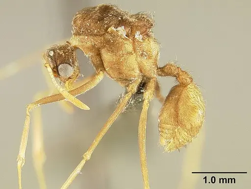 Sericomyrmex saussurei specimen USNMENT01125515 image usnment01125515_3