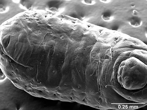 Sericomyrmex saussurei specimen USNMENT01126236 image usnment01126236_1