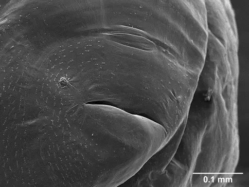 Sericomyrmex saussurei specimen USNMENT01126236 image usnment01126236_2