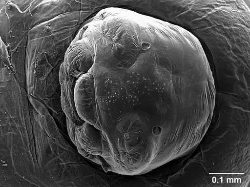 Sericomyrmex saussurei specimen USNMENT01126236 image usnment01126236_3