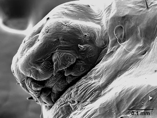Sericomyrmex saussurei specimen USNMENT01126236 image usnment01126236_4