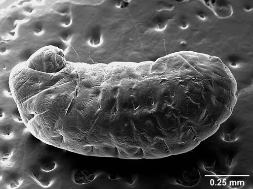 Sericomyrmex saussurei specimen USNMENT01126236 image usnment01126236_5