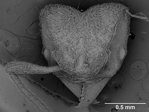 Sericomyrmex saussurei specimen USNMENT01126237 image usnment01126237_1