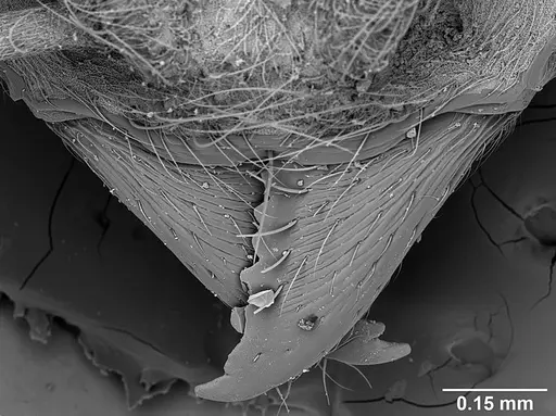 Sericomyrmex saussurei specimen USNMENT01126237 image usnment01126237_2