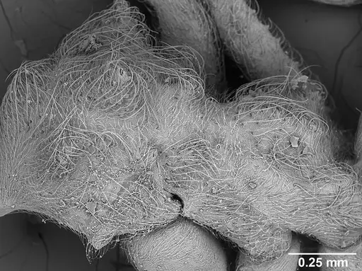 Sericomyrmex saussurei specimen USNMENT01126237 image usnment01126237_3