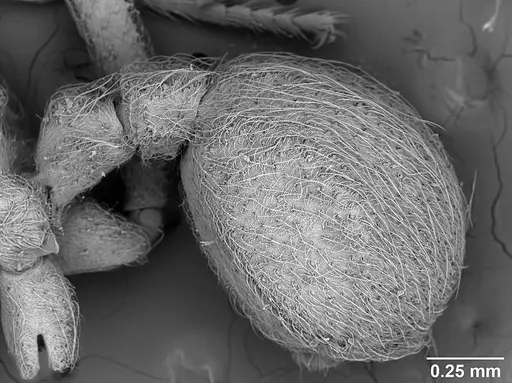 Sericomyrmex saussurei specimen USNMENT01126237 image usnment01126237_4
