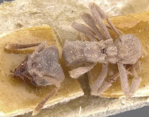 Sericomyrmex scrobifer specimen CASENT0912518 image casent0912518_1
