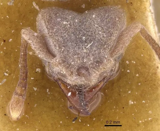 Sericomyrmex scrobifer specimen CASENT0912518 image casent0912518_2