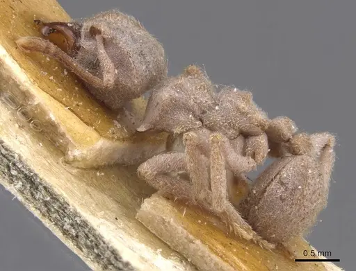 Sericomyrmex scrobifer specimen CASENT0912518 image casent0912518_3