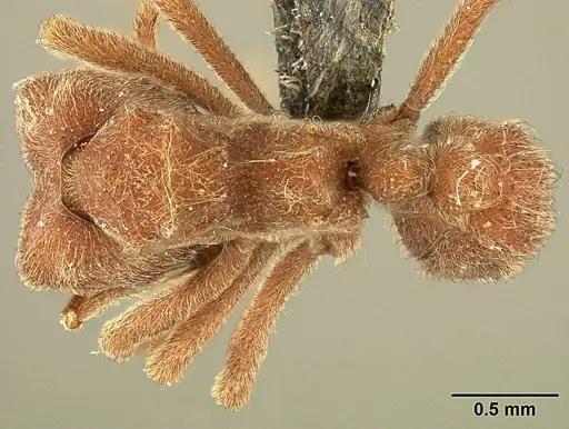 Sericomyrmex scrobifer specimen USNMENT01125115 image usnment01125115_1