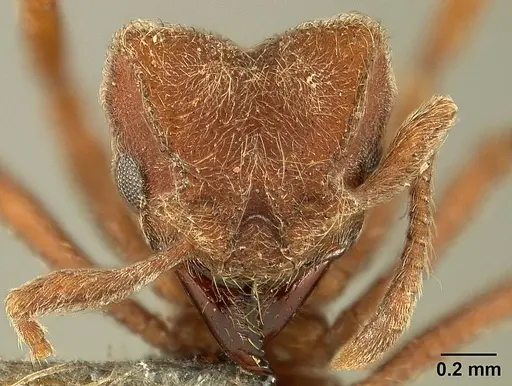 Sericomyrmex scrobifer specimen USNMENT01125115 image usnment01125115_2