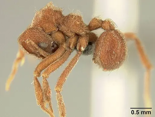 Sericomyrmex scrobifer specimen USNMENT01125115 image usnment01125115_3