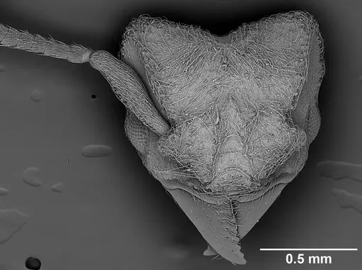 Sericomyrmex scrobifer specimen USNMENT01125273 image usnment01125273_1