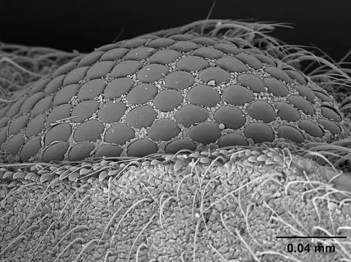 Sericomyrmex scrobifer specimen USNMENT01125273 image usnment01125273_2