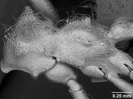 Sericomyrmex scrobifer specimen USNMENT01125273 image usnment01125273_3