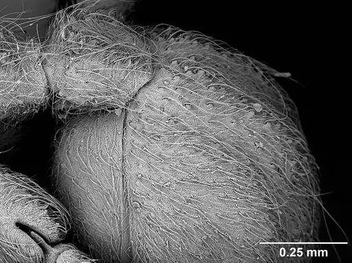 Sericomyrmex scrobifer specimen USNMENT01125273 image usnment01125273_4