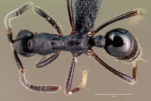 Simopelta andersoni specimen CASENT0039775 image casent0039775_1