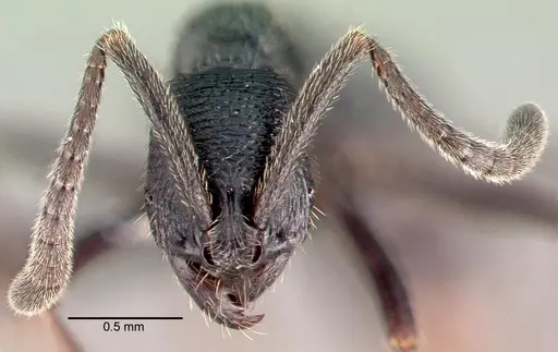 Simopelta andersoni specimen CASENT0039775 image casent0039775_2