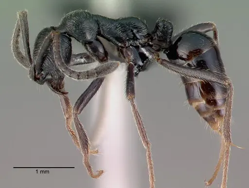 Simopelta andersoni specimen CASENT0039775 image casent0039775_3