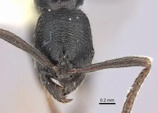 Simopelta andersoni specimen CASENT0249246 image casent0249246_2
