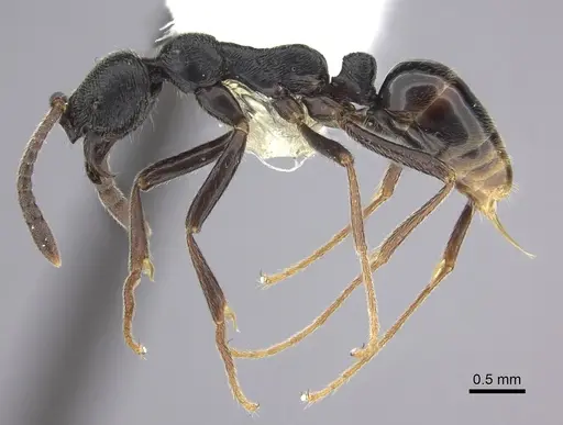 Simopelta andersoni specimen CASENT0249246 image casent0249246_3