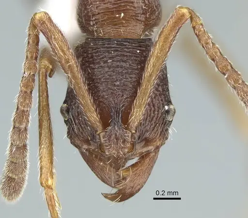 Simopelta andersoni specimen CASENT0914500 image casent0914500_2