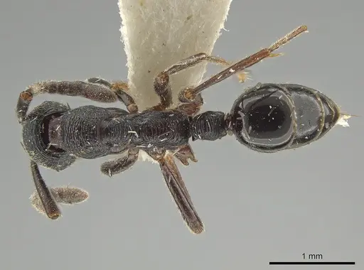 Simopelta andersoni specimen INBIOCRI000748544 image inbiocri000748544_1