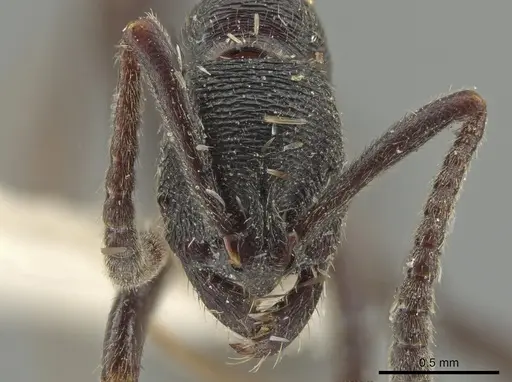 Simopelta andersoni specimen INBIOCRI000748544 image inbiocri000748544_2