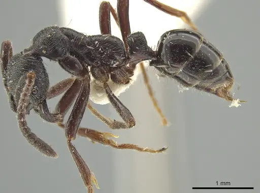 Simopelta andersoni specimen INBIOCRI000748544 image inbiocri000748544_4