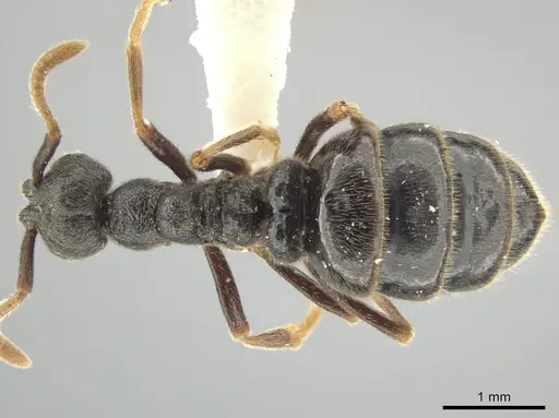 Simopelta andersoni specimen INBIOCRI001279768 image inbiocri001279768_1
