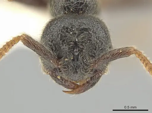 Simopelta andersoni specimen INBIOCRI001279768 image inbiocri001279768_2