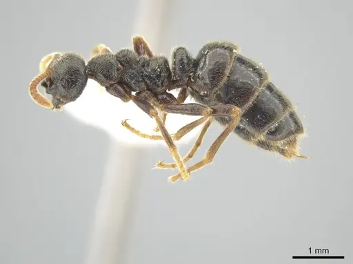 Simopelta andersoni specimen INBIOCRI001279768 image inbiocri001279768_3