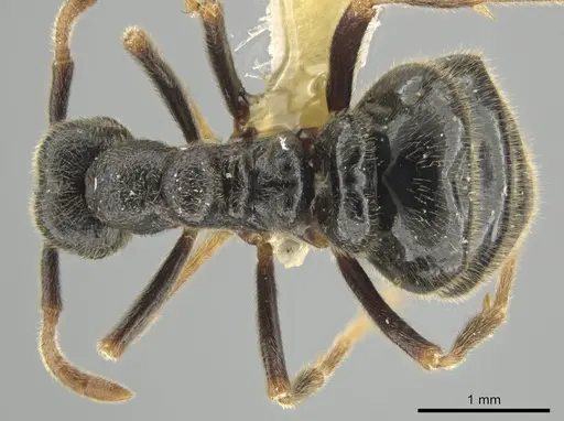 Simopelta andersoni specimen INBIOCRI001279771 image inbiocri001279771_1