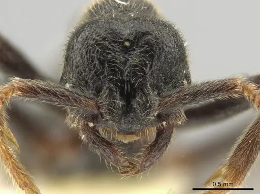 Simopelta andersoni specimen INBIOCRI001279771 image inbiocri001279771_2