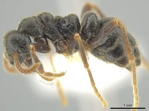 Simopelta andersoni specimen INBIOCRI001279771 image inbiocri001279771_3