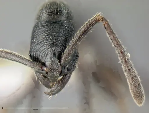 Simopelta andersoni specimen INBIOCRI001279772 image inbiocri001279772_1