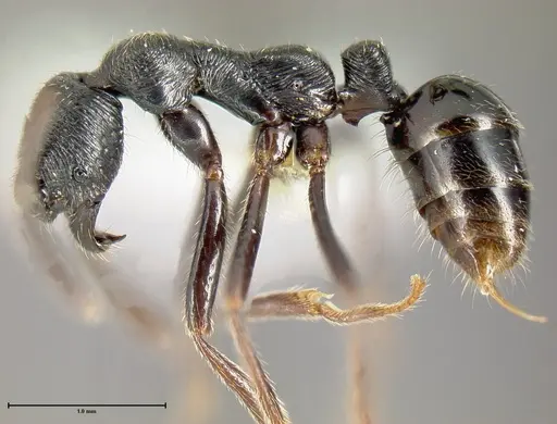 Simopelta andersoni specimen INBIOCRI001279772 image inbiocri001279772_3