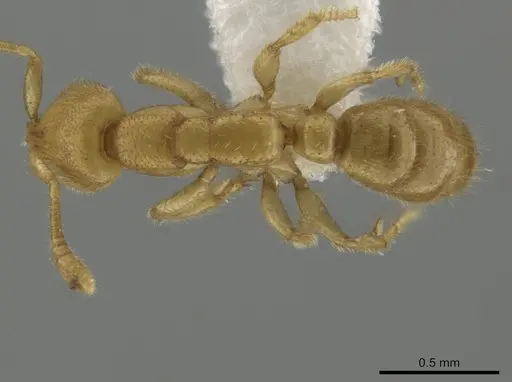 Simopelta anomma specimen INB0003695155 image inb0003695155_1