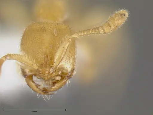Simopelta anomma specimen INB0003695155 image inb0003695155_2