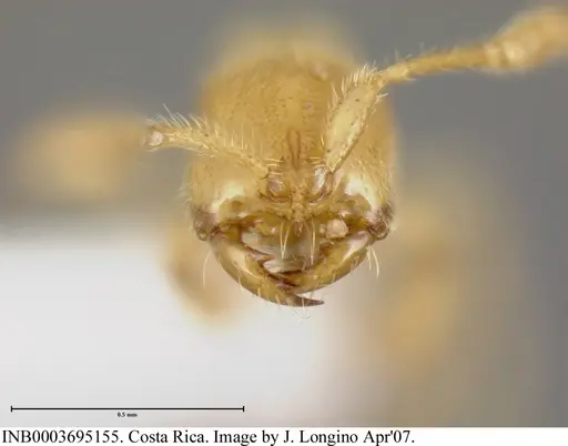 Simopelta anomma specimen INB0003695155 image inb0003695155_3